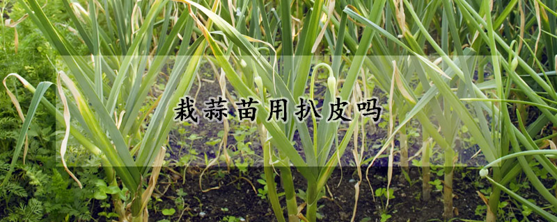 栽蒜苗用扒皮吗