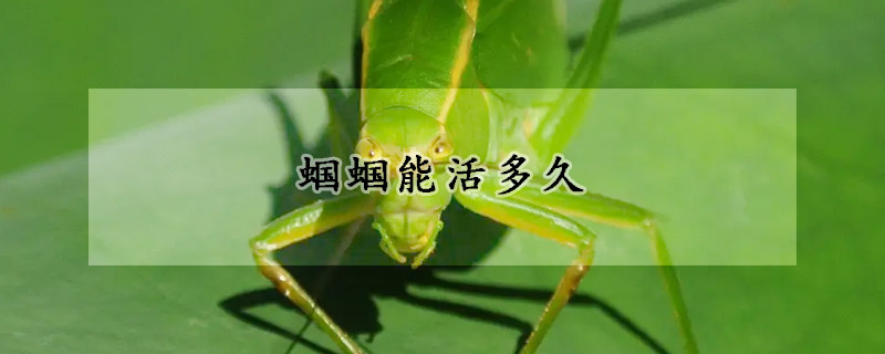 蝈蝈能活多久