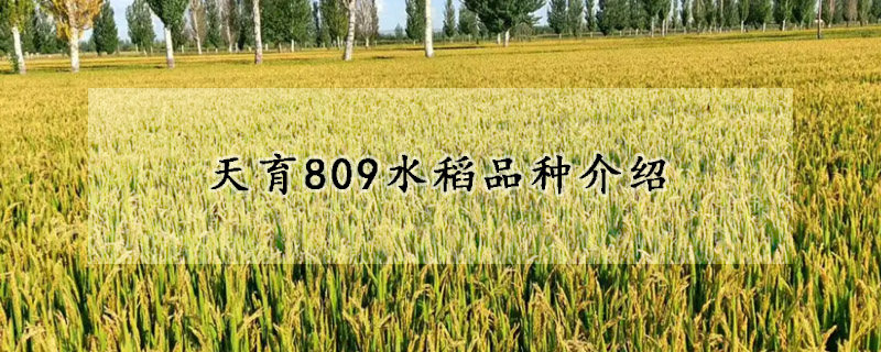 天育809水稻品种介绍