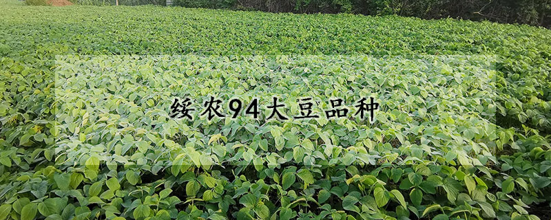 绥农94大豆品种