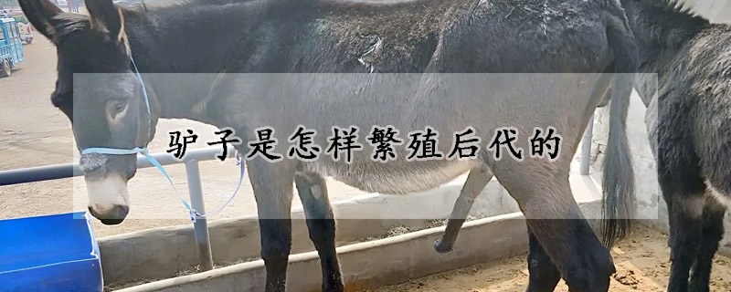 驴子是怎样繁殖后代的