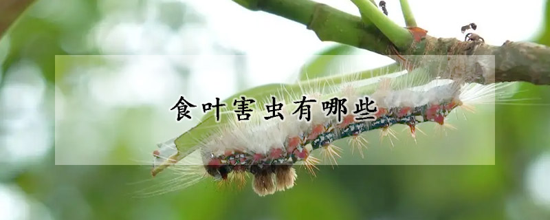 食叶害虫有哪些