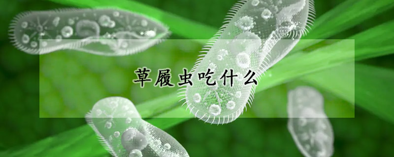草履虫吃什么