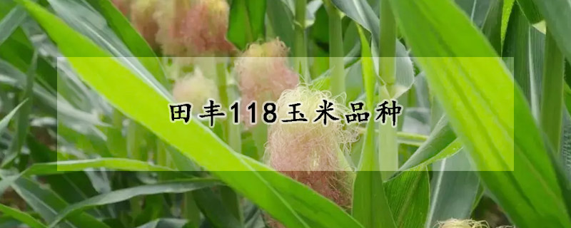 田丰118玉米品种