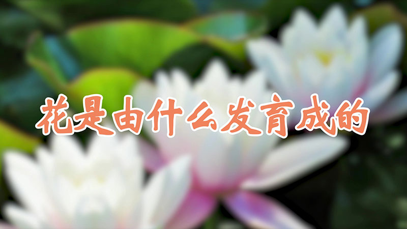 花是由什么发育成的