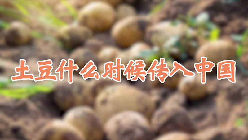 土豆什么时候传入中国