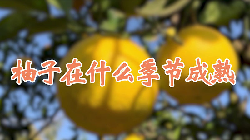 柚子在什么季节成熟