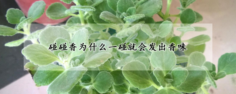 碰碰香为什么一碰就会发出香味