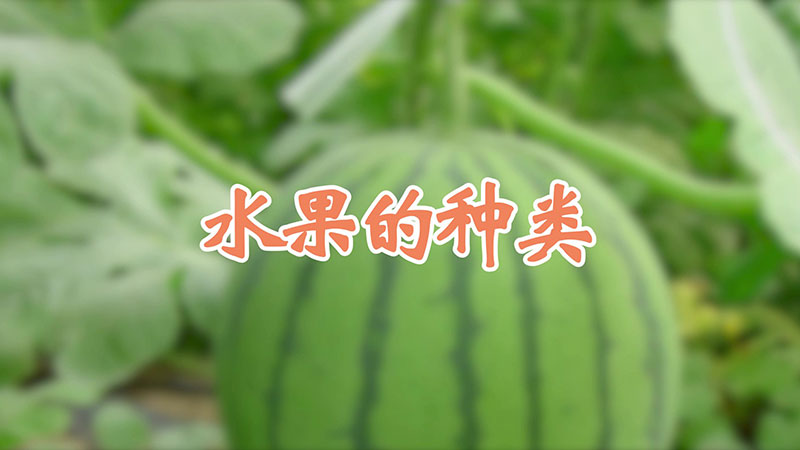 水果的种类