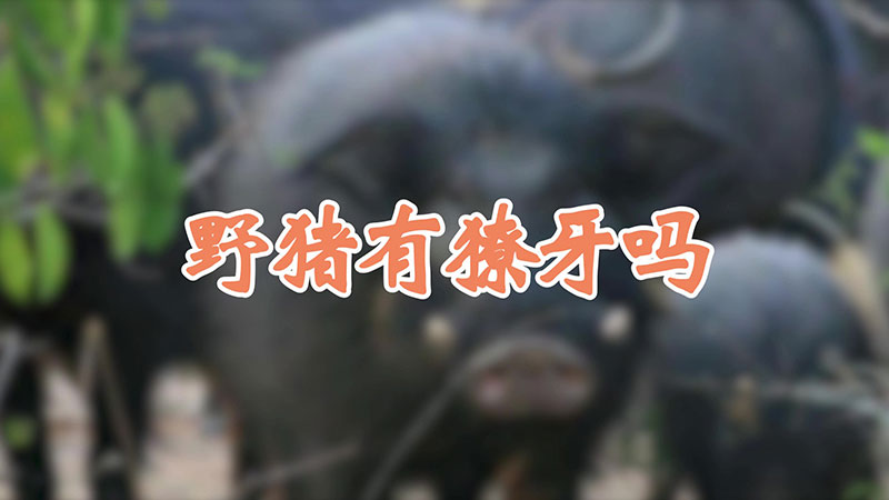 野猪有獠牙吗