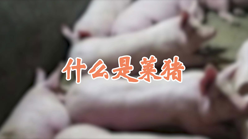 什么是莱猪
