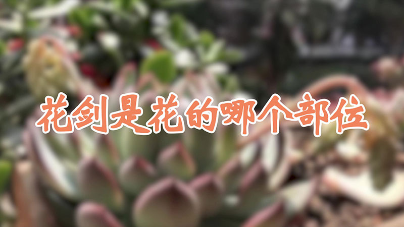 花剑是花的哪个部位
