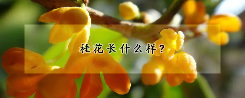 桂花长什么样?