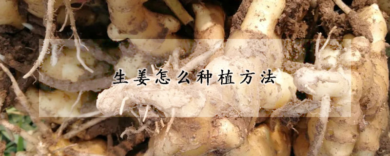 生姜怎么种植方法