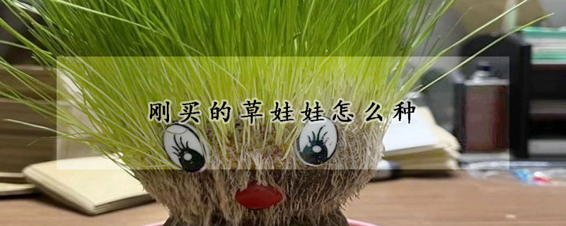 刚买的草娃娃怎么种