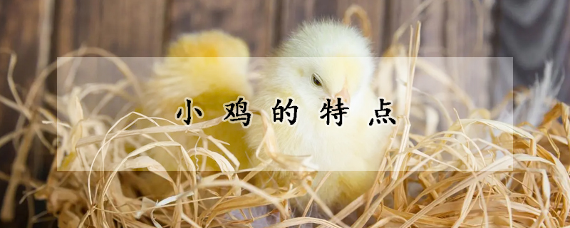 小鸡的特点