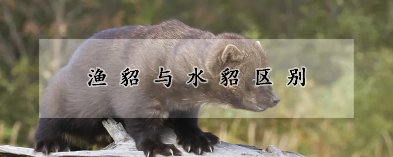 渔貂与水貂区别