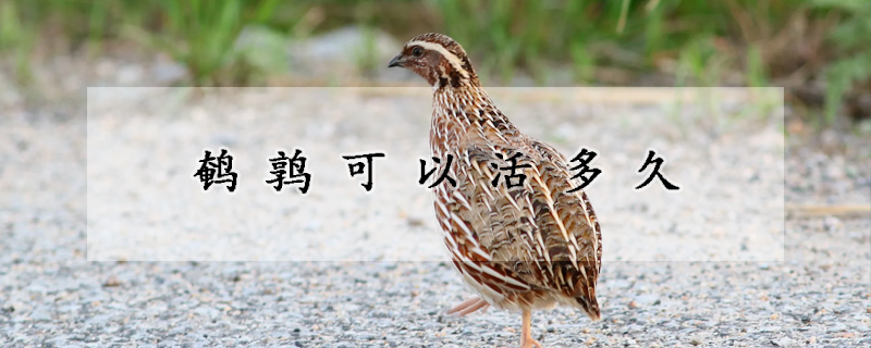 鹌鹑可以活多久