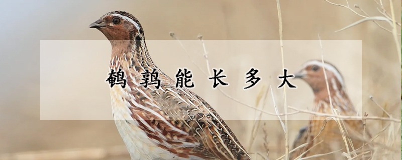鹌鹑能长多大