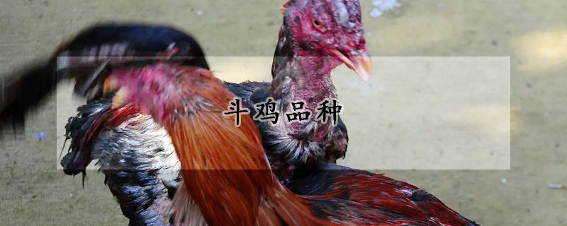 斗鸡品种
