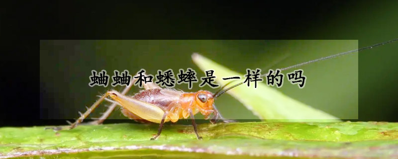 蛐蛐和蟋蟀是一样的吗