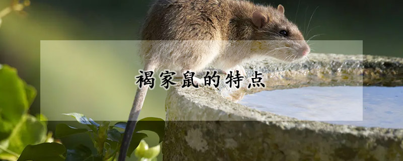 褐家鼠的特点