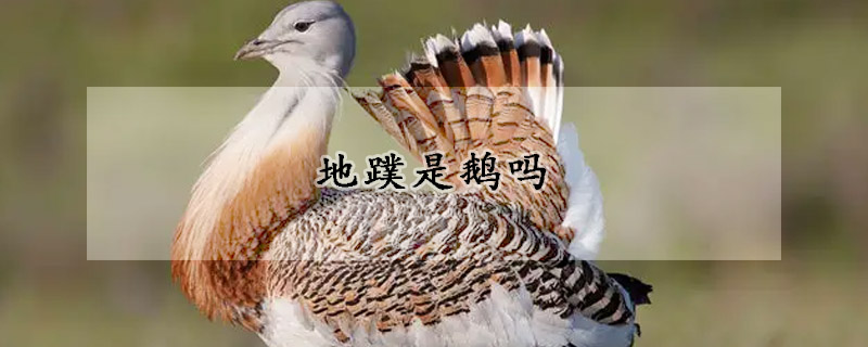 地蹼是鹅吗