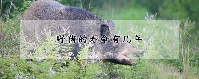 野猪的寿命有几年