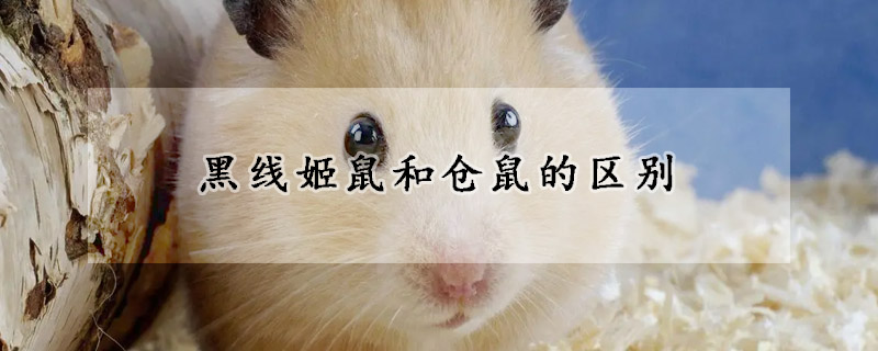 黑线姬鼠和仓鼠的区别
