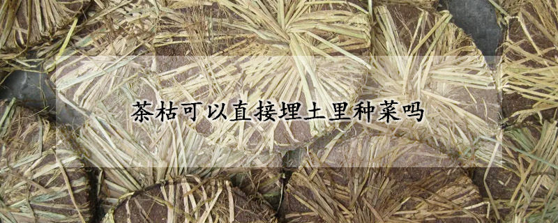 茶枯可以直接埋土里种菜吗