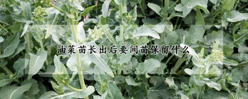 油菜苗长出后要间苗保留什么