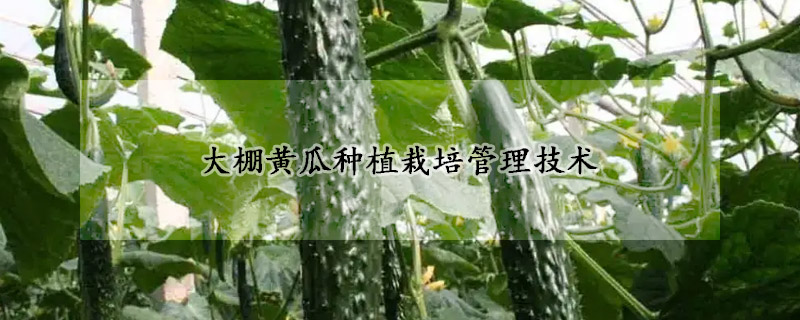 大棚黄瓜种植栽培管理技术