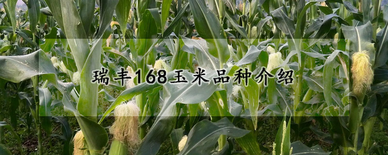 瑞丰168玉米品种介绍