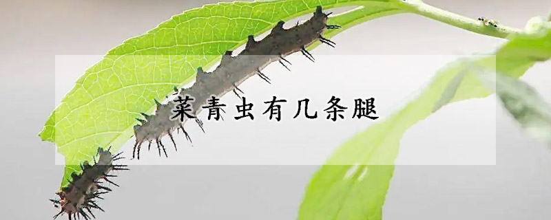 菜青虫有几条腿