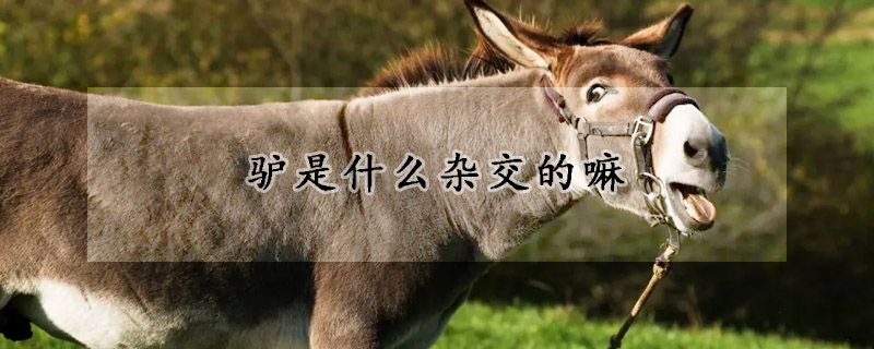 驴是什么杂交的嘛