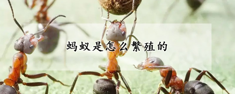 蚂蚁是怎么繁殖的