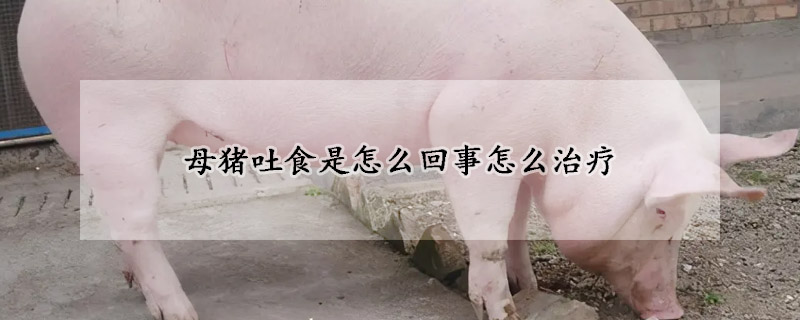 母猪吐食是怎么回事怎么治疗