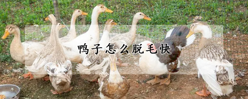 鸭子怎么脱毛快