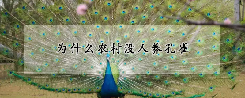 为什么农村没人养孔雀
