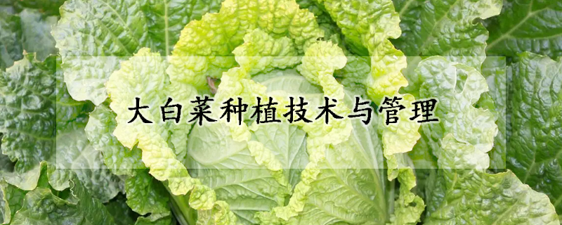 大白菜种植技术与管理