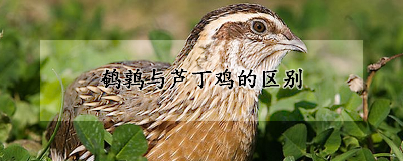 鹌鹑与芦丁鸡的区别