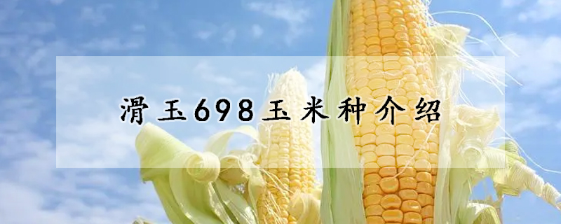 滑玉698玉米种介绍