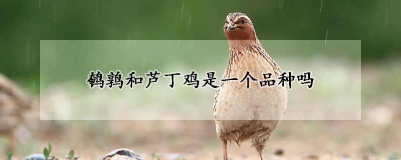 鹌鹑和芦丁鸡是一个品种吗