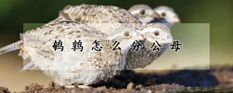 鹌鹑怎么分公母