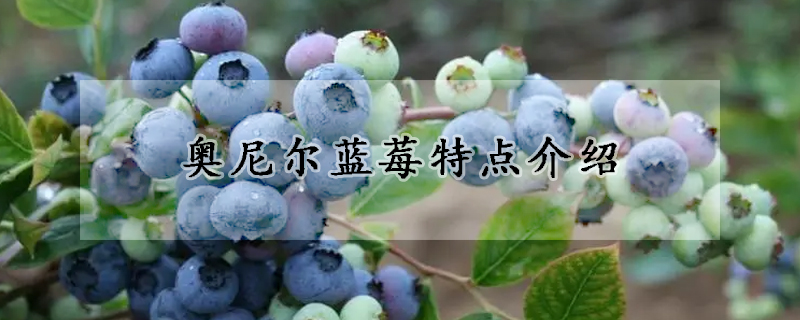 奥尼尔蓝莓特点介绍