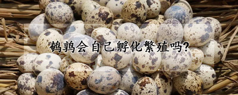 鹌鹑会自己孵化繁殖吗?