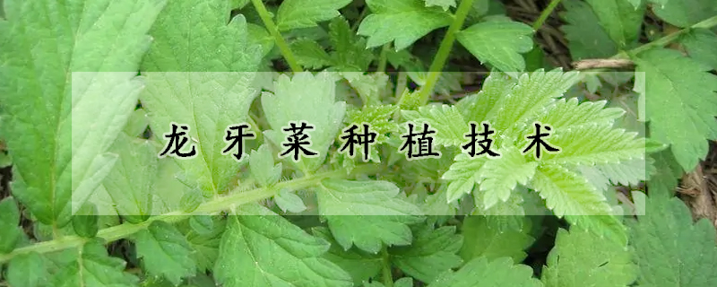 龙牙菜种植技术