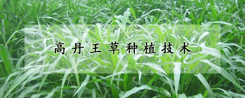 高丹王草种植技术