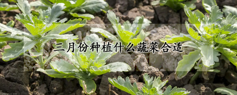 三月份种植什么蔬菜合适