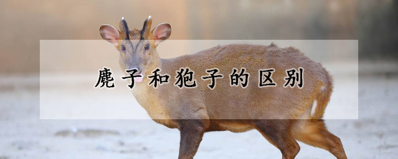 麂子和狍子的区别